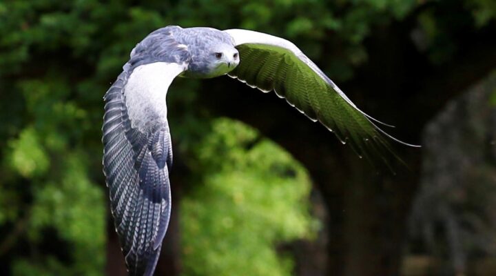 Falcons in Flight